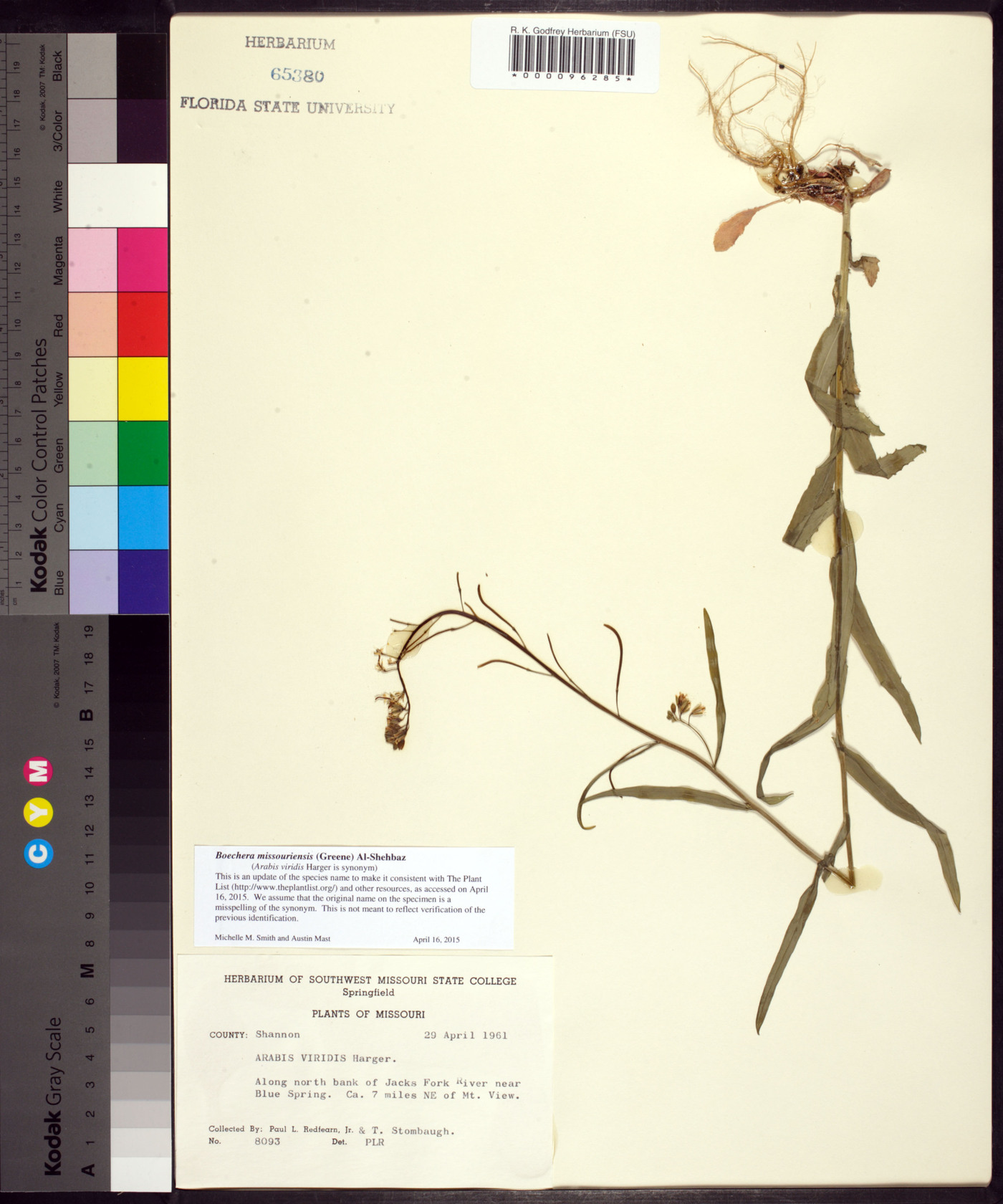 Borodinia missouriensis image