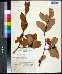 Ilex laevigata image