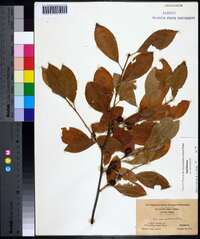 Ilex laevigata image