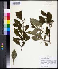 Ilex longipes image