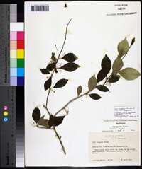 Ilex longipes image