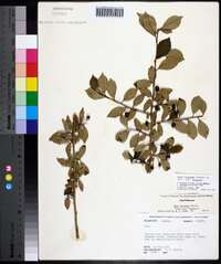 Ilex longipes image