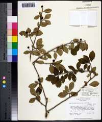 Ilex longipes image