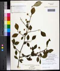 Ilex longipes image