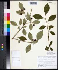 Ilex longipes image