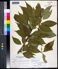 Ilex montana image