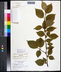 Ilex montana image