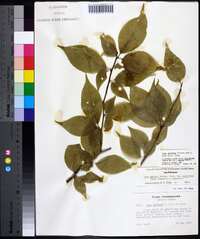 Ilex montana image