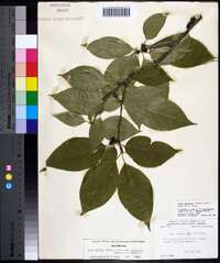 Ilex montana image