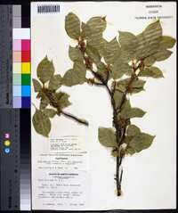 Ilex montana image