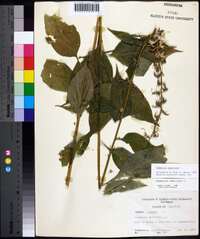 Campanulastrum americanum image