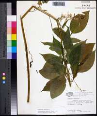 Campanulastrum americanum image