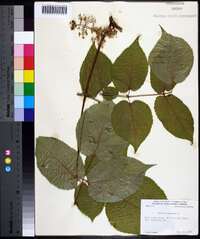 Aralia racemosa image