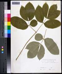 Aralia nudicaulis image