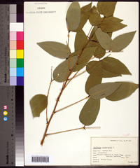 Erythrina crista-galli image