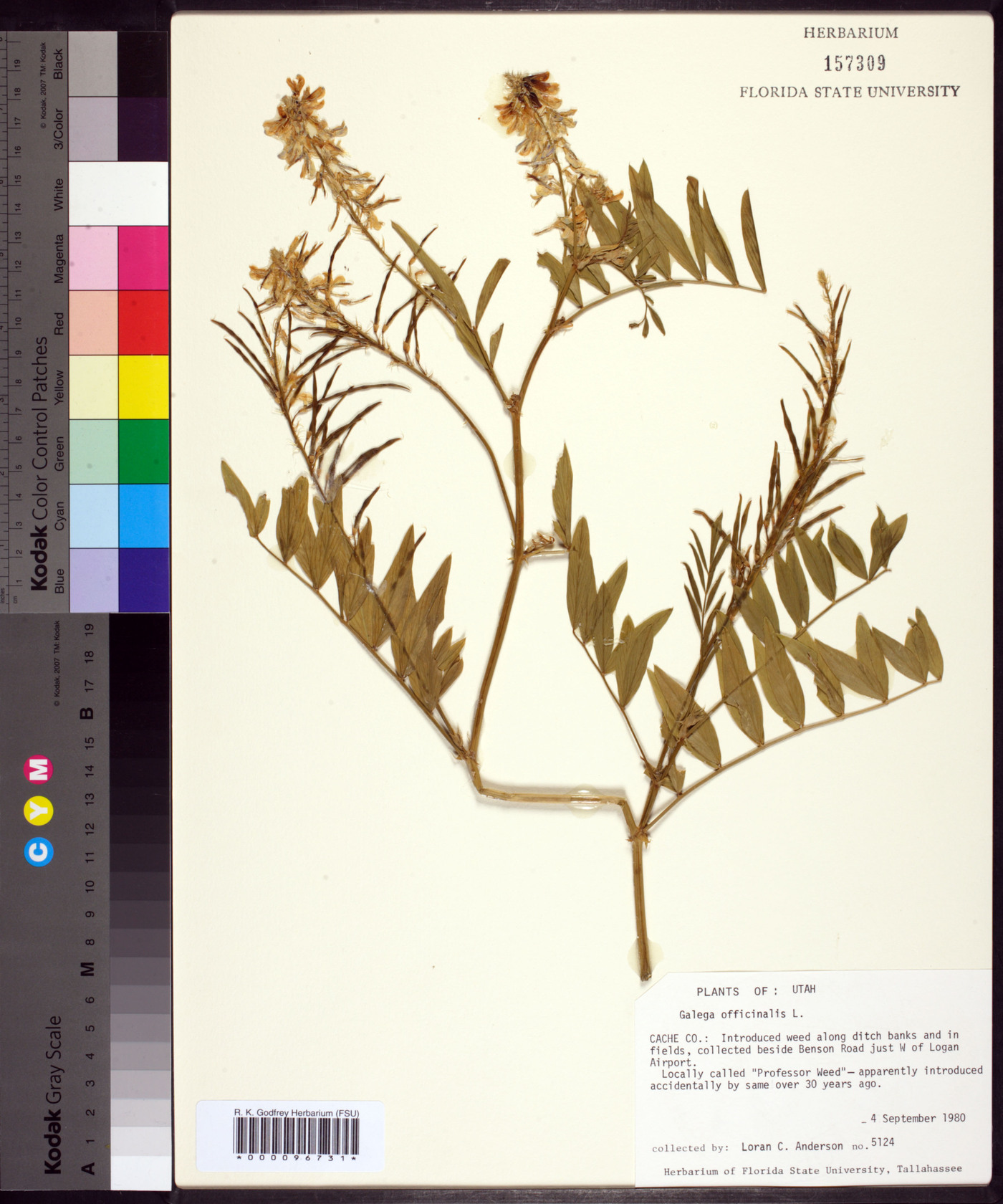 Galega officinalis image