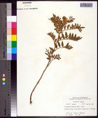 Glycyrrhiza lepidota image