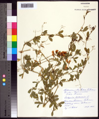 Lathyrus tuberosus image