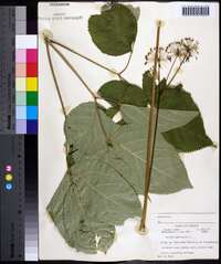 Aralia nudicaulis image