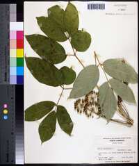 Aralia nudicaulis image