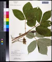 Aralia nudicaulis image