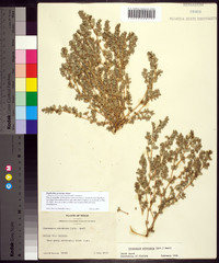 Euphorbia prostrata image