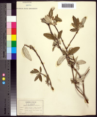 Croton alabamensis image