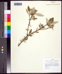 Croton alabamensis image