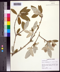 Croton alabamensis image