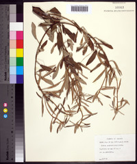 Croton argyranthemus image