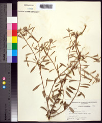 Croton argyranthemus image