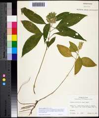 Yeatesia viridiflora image