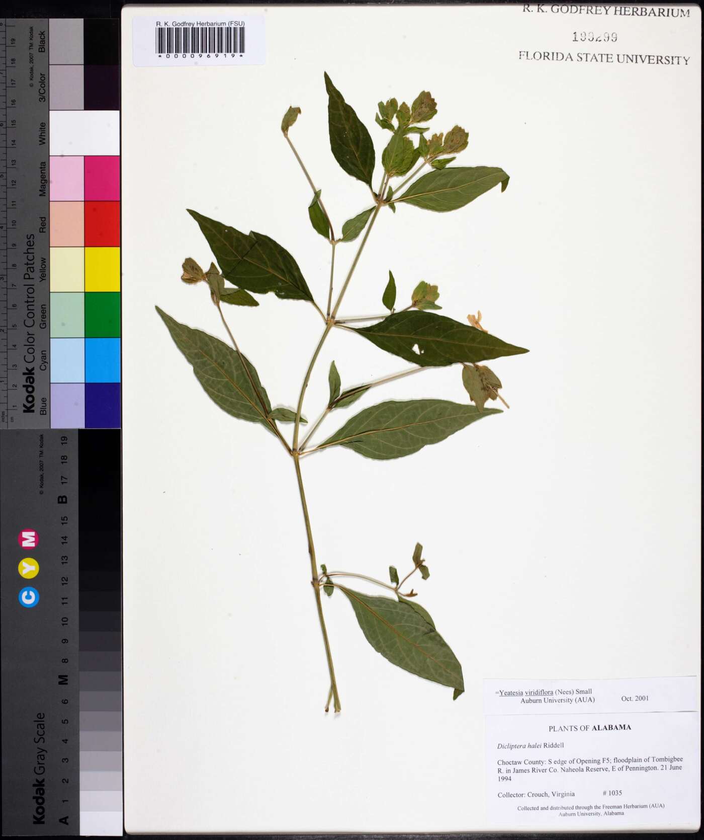 Yeatesia viridiflora image