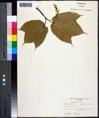 Acer pennsylvanicum image