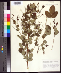 Lespedeza bicolor image