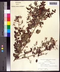 Lespedeza bicolor image