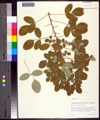 Lespedeza cyrtobotrya image