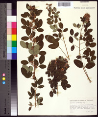 Lespedeza cyrtobotrya image