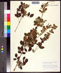 Lespedeza cyrtobotrya image