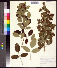 Lespedeza cyrtobotrya image