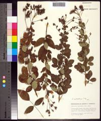 Lespedeza cyrtobotrya image