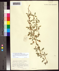 Lespedeza davurica image