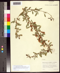 Lespedeza davurica image