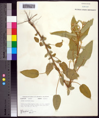 Croton capitatus image