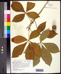 Aesculus sylvatica image