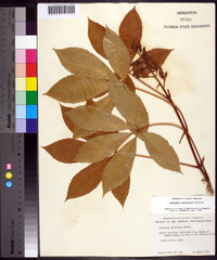 Aesculus sylvatica image