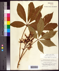 Aesculus sylvatica image