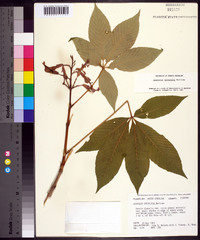 Aesculus sylvatica image