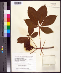 Aesculus sylvatica image