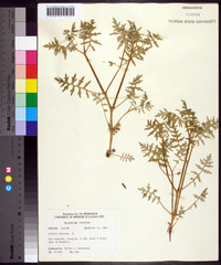 Ellisia nyctelea image